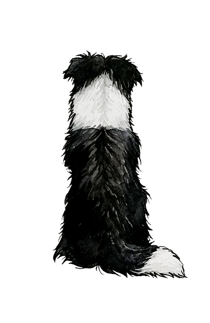 Border Collie Sticker