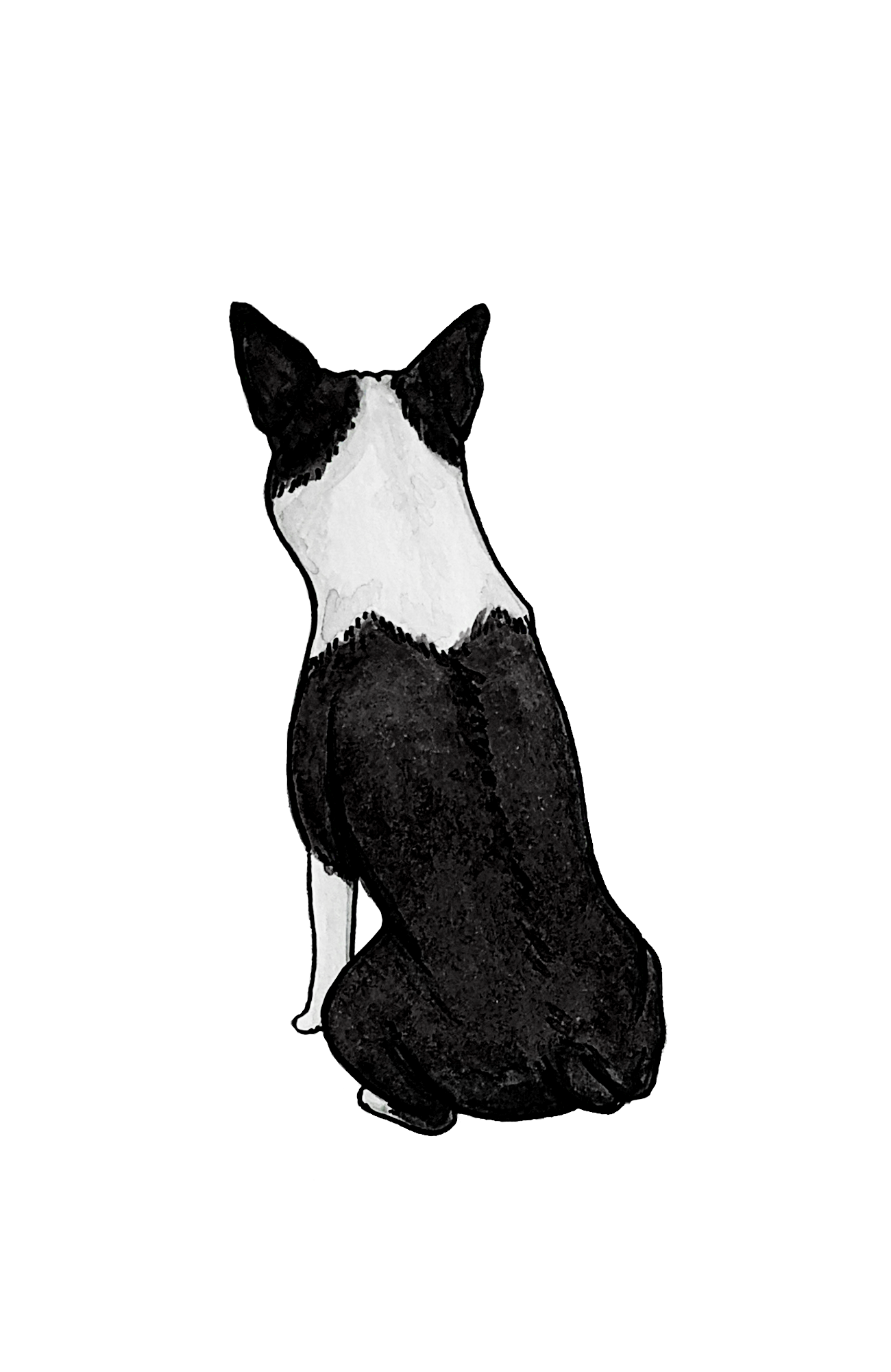 Boston Terrier Sticker