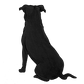 Staffordshire Bull Terrier