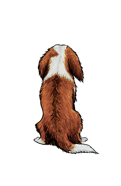 Cavalier K.C. Spaniel Sticker