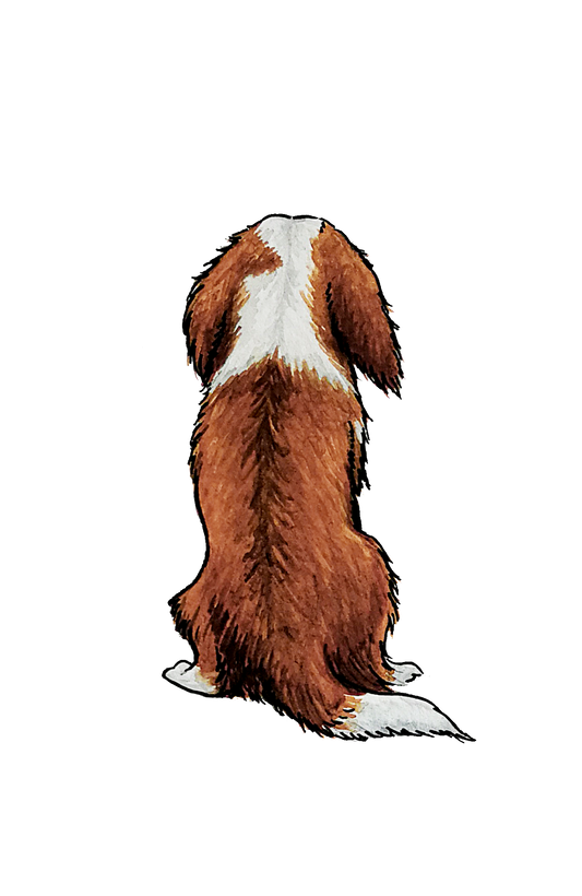 Cavalier K.C. Spaniel Sticker