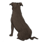 Staffordshire Bull Terrier