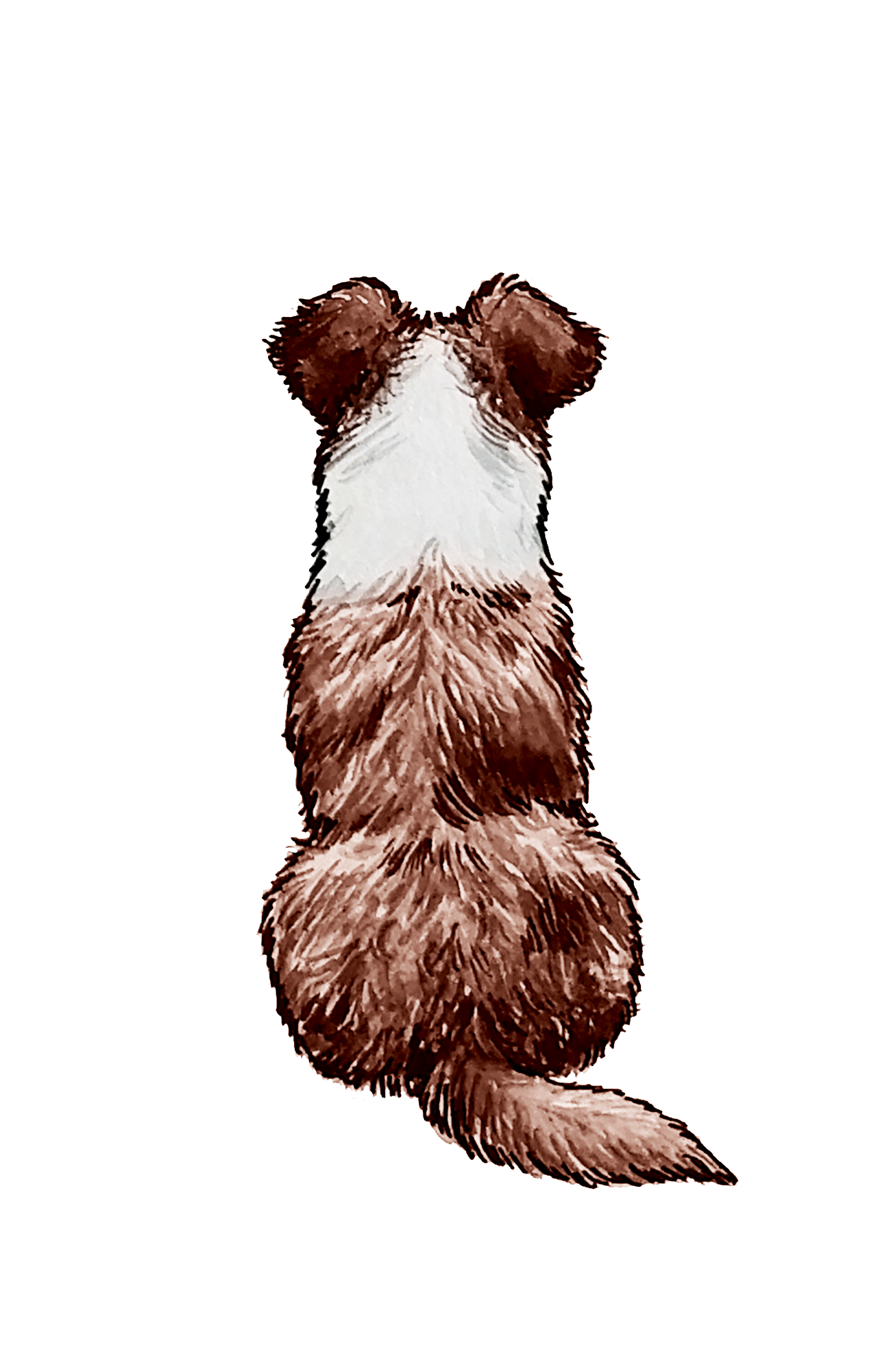 Australian Shepherd - Sticker