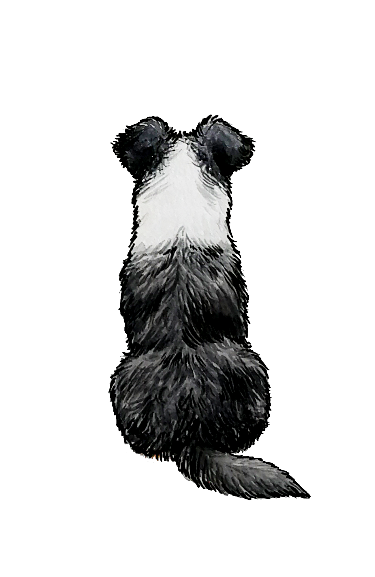 Australian Shepherd - Sticker