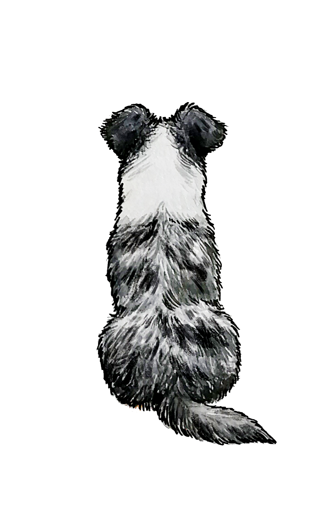 Australian Shepherd - Sticker