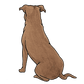 Staffordshire Bull Terrier