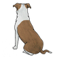 Staffordshire Bull Terrier
