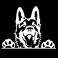 German Shepherd Peeking #2 - Vinyl Decal