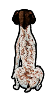 German Shorthaired Pointer - Sticker #2