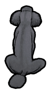 Poodle Sticker #3