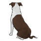 Staffordshire Bull Terrier