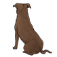 Staffordshire Bull Terrier