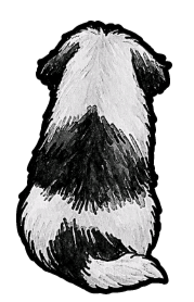 Shih Tzu - Sticker #3