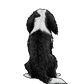 Cavalier K.C. Spaniel Sticker