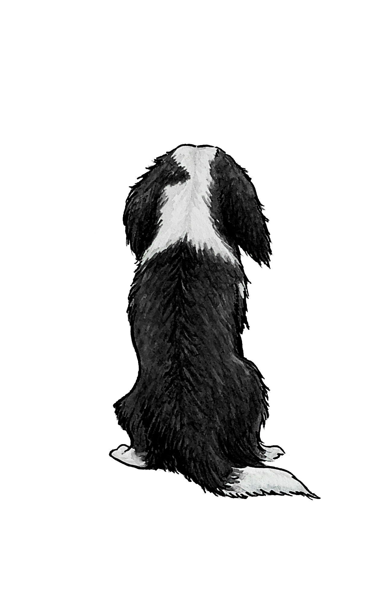 Cavalier K.C. Spaniel Sticker