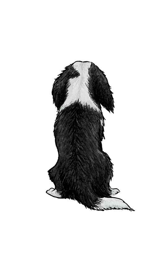 Cavalier K.C. Spaniel Sticker