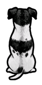 Jack Russell Terrier - Sticker