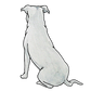 Staffordshire Bull Terrier